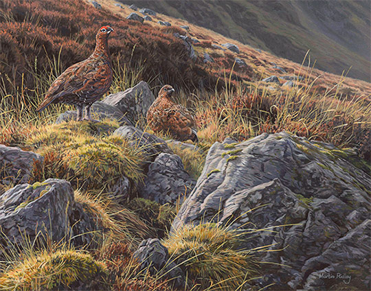Red Grouse oil painting for sale